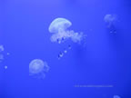 medusa acquario di livorno