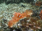 pesce pagliaccio nemo acquario di livorno