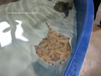razza acquario di livorno
