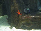 stella marina e riccio acquario di livorno