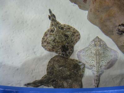 la razza all'acquario di livorno