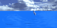 delfini nave Vespucci